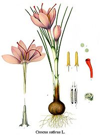 Saffron crocus morphology.jpg