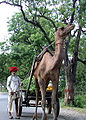 Camel-Cart-Mount-Abu.jpg