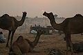 Pushkar-Camel-Fair.jpg