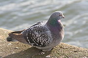 Pigeon-1.jpg