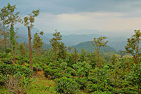 पोन्मुडि पहाड़ी, तिरुवनंतपुरम