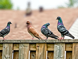 http://bharatdiscovery.org/bharatkosh/w/images/thumb/d/d1/Pigeon-3.jpg/250px-Pigeon-3.jpg
