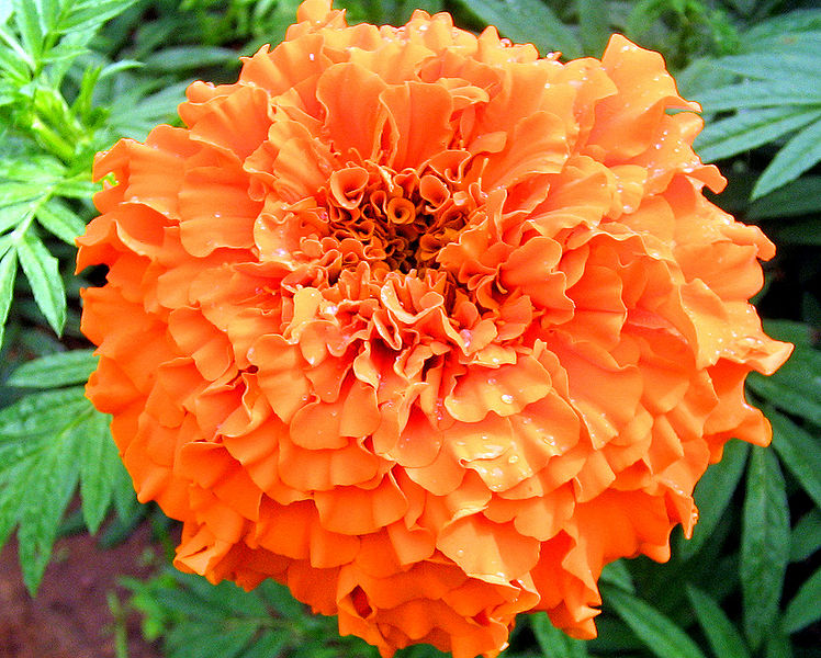 चित्र:Marigold-5.jpg