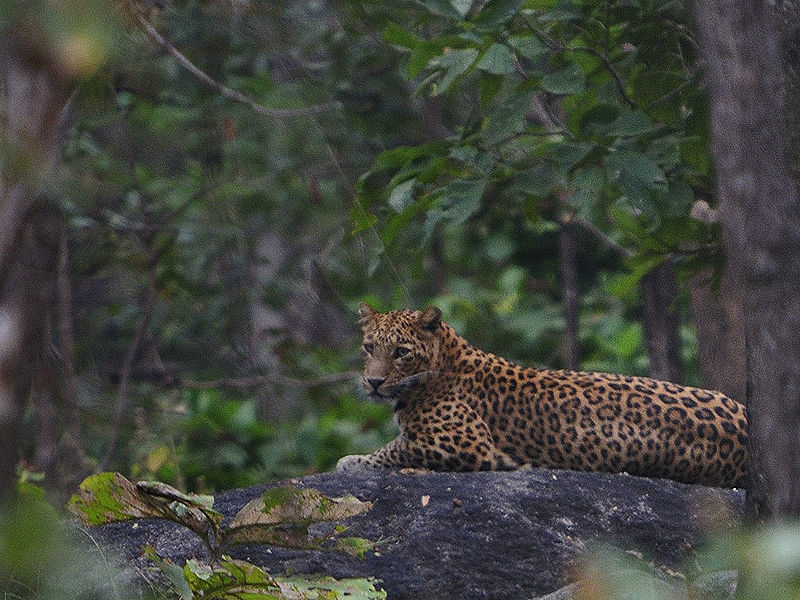 चित्र:Leopard.jpg