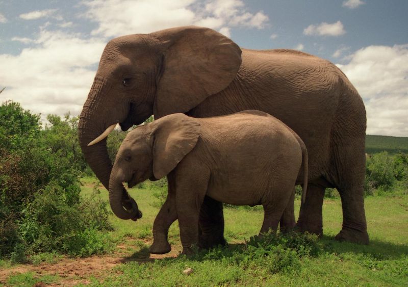 चित्र:Elephant.jpg