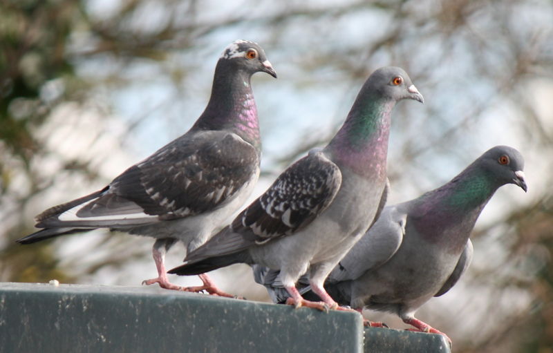 चित्र:Pigeon-22.jpg