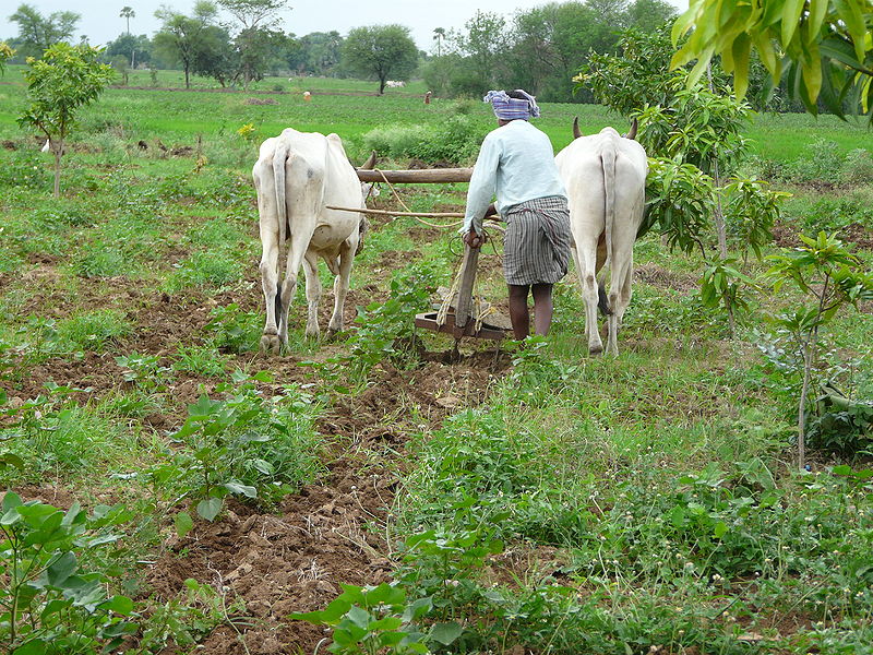 चित्र:Indian-Farmer-Andhra-Pradesh.jpg