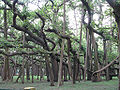Banyan-Tree-Kolkata.jpg
