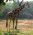 Giraffe-Delhi-Zoo.jpg