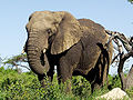 African-Elephant.jpg