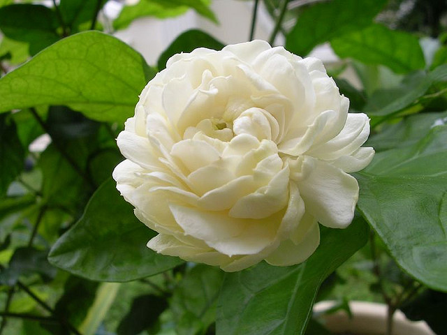 चित्र:Jasmine-Flower.jpg