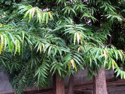 चित्र:Ashoka-Tree-1.jpg