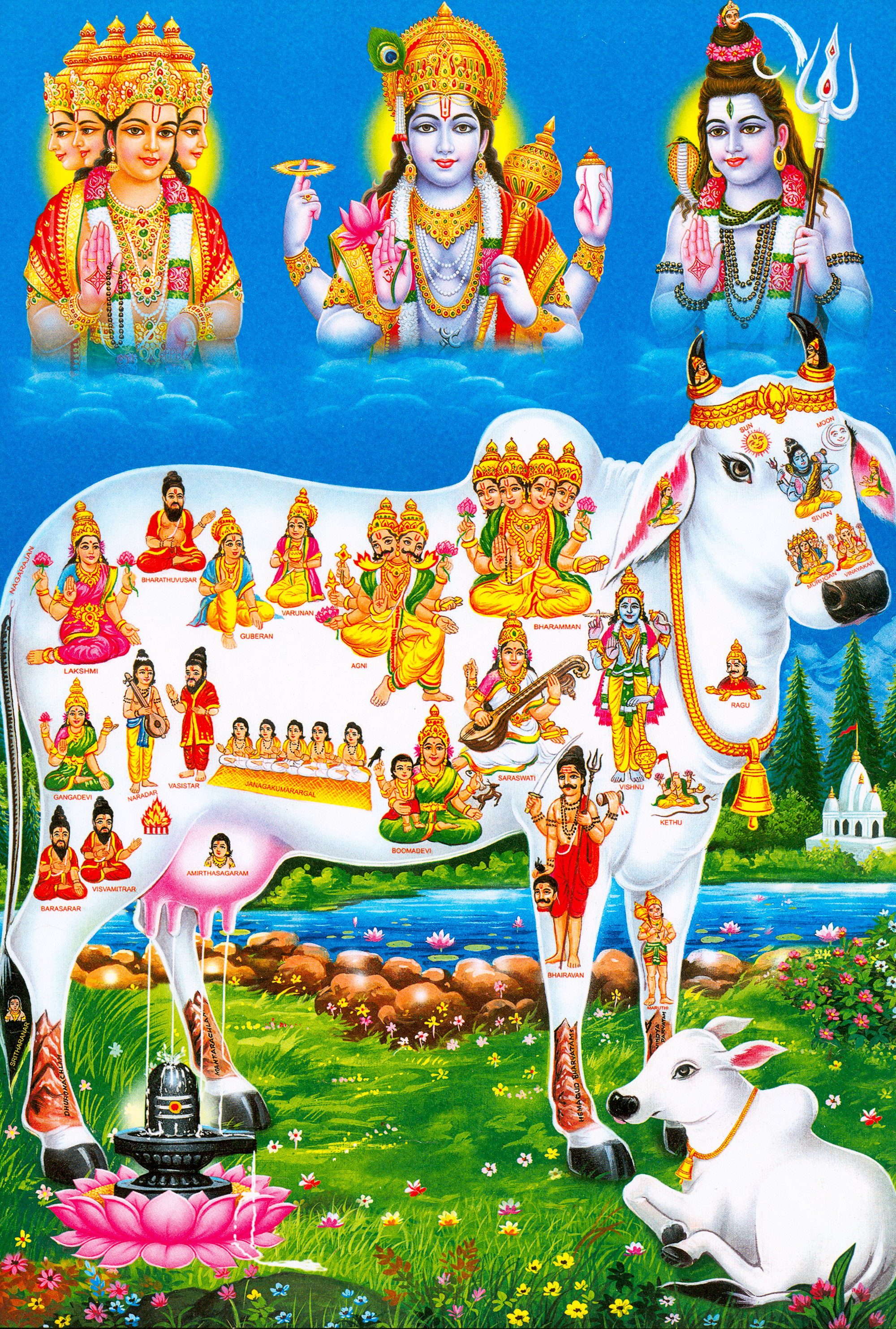 गाय