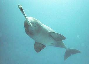 चित्र:Ganga-river-Dolphin.jpg