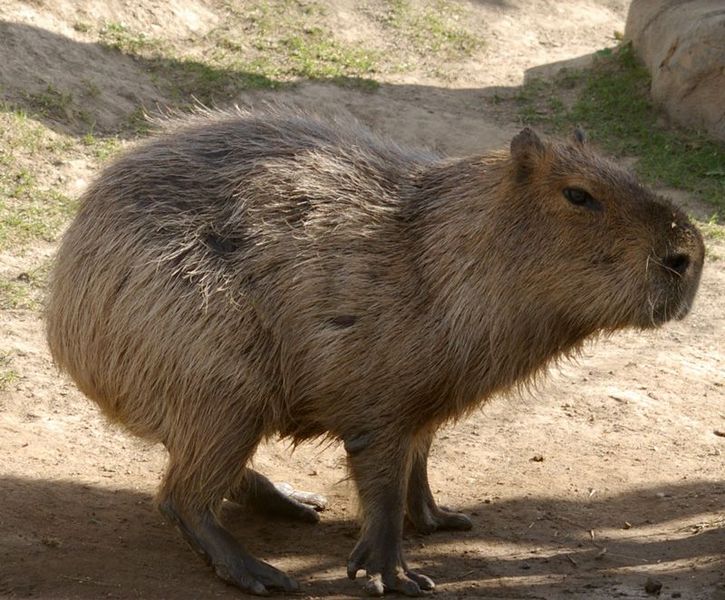 चित्र:Capybara.jpg