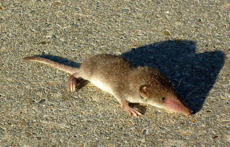 चित्र:Soricidae.jpg