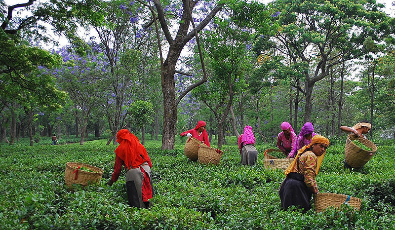 चित्र:Tea-Garden-Palampur.jpg