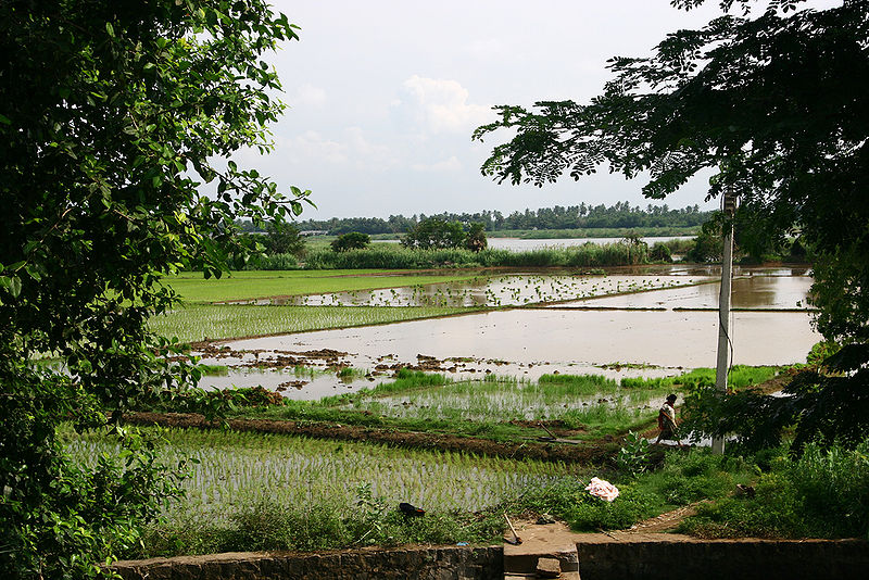 चित्र:Rice-Fields.jpg