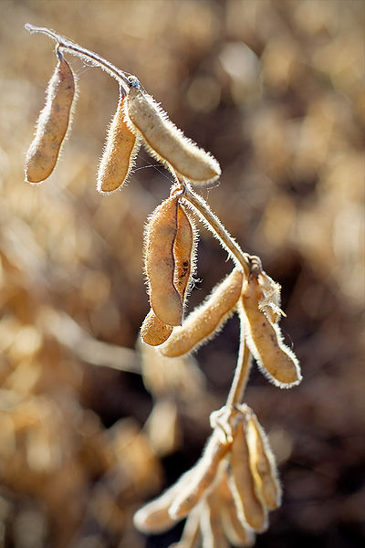 चित्र:Soybean-2.jpg