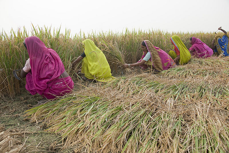 चित्र:Women-Cuts-The-Rice-Crop.jpg