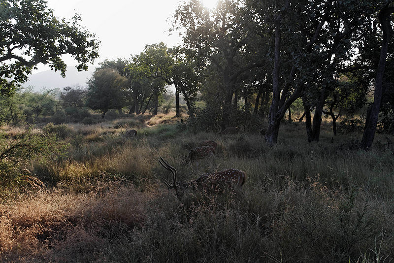 चित्र:Ranthambhore-Sawai-Madhopur.jpg
