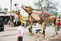रथ यात्रा, रंग नाथ जी मन्दिर, वृन्दावन Rath Yatra, Rang Nath Ji Temple, Vrindavan