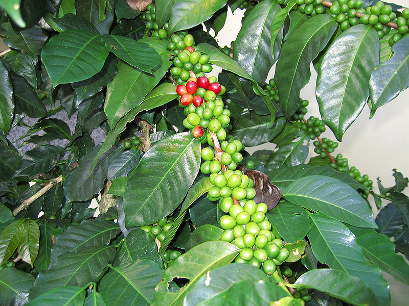 चित्र:Coffee-Tree-1.jpg