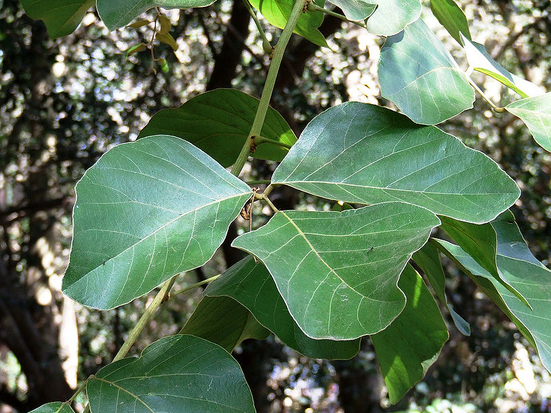चित्र:Palash-Leaves.jpg