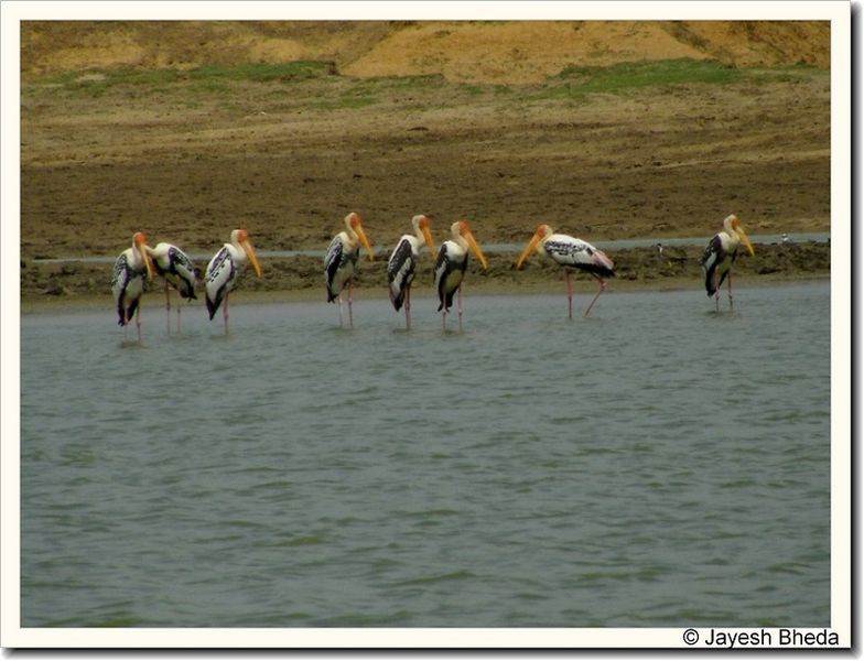 चित्र:Bhimasar-Lake-Kachchh-Gujarat..jpg