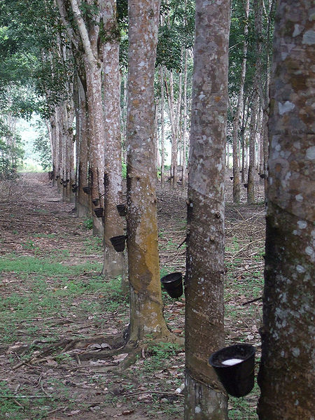 चित्र:Rubber-Tree-3.jpg