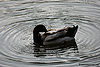 Duck-7.jpg
