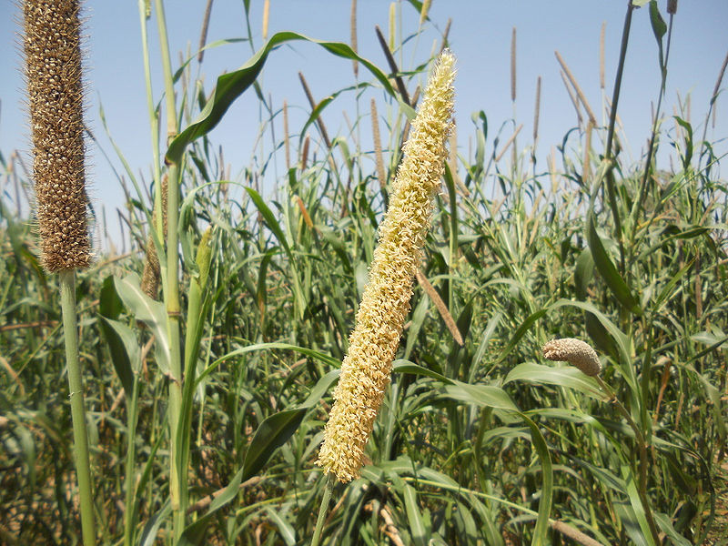 चित्र:Pearl-Millet-1.jpg