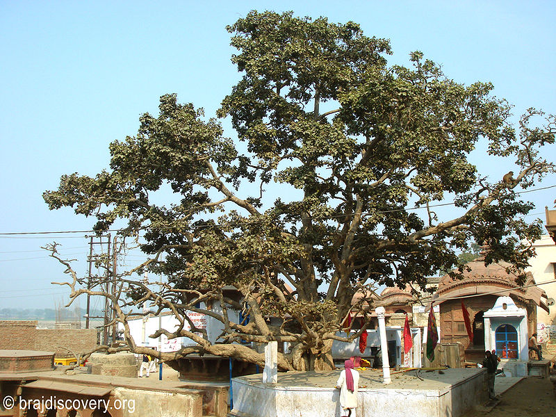 चित्र:Cheer-Ghat-Vrindavan.jpg