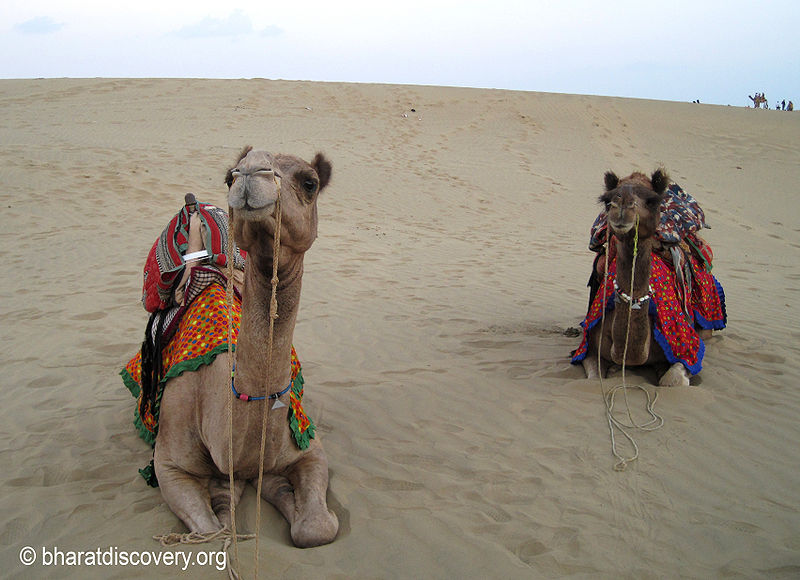 चित्र:Camel-Jaisalmer-2.jpg