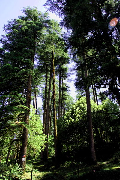 चित्र:Conifers-Dhanaulti.jpg