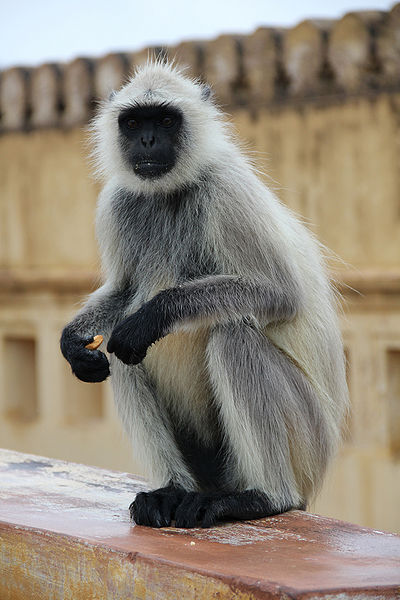चित्र:Langur.jpg