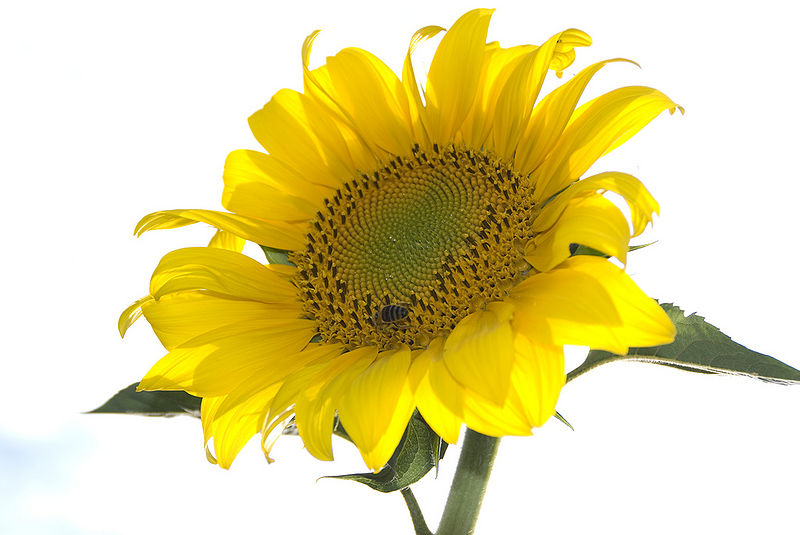 चित्र:Sunflower-2.jpg