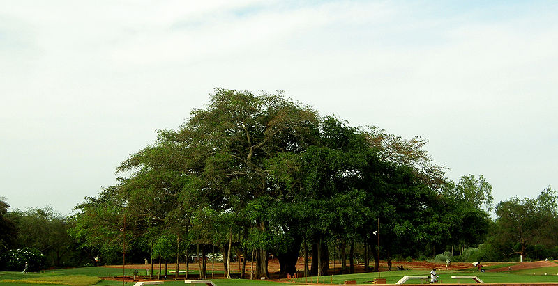 चित्र:Banyan-Tree-1.jpg