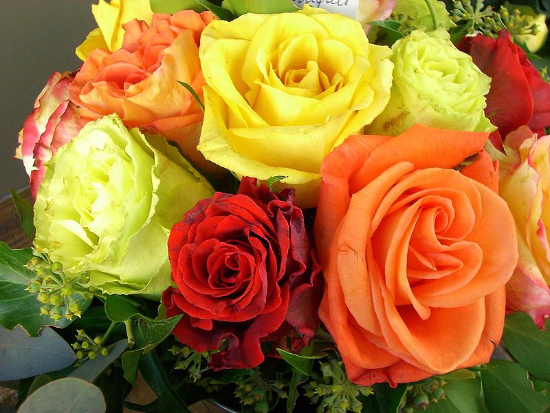 चित्र:Rose-2.jpg