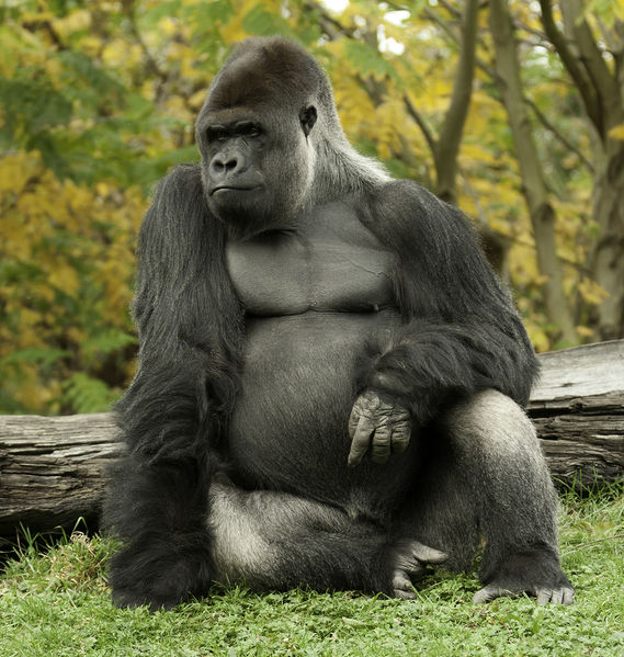 चित्र:Gorilla.jpg