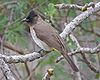 Bulbul.jpg