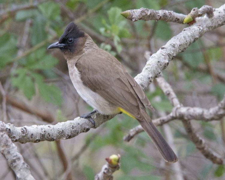 चित्र:Bulbul.jpg