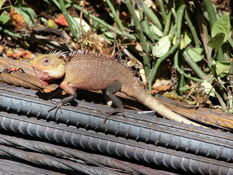 चित्र:Chameleon.jpg