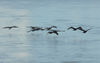 Brahmaputra-River-5.jpg