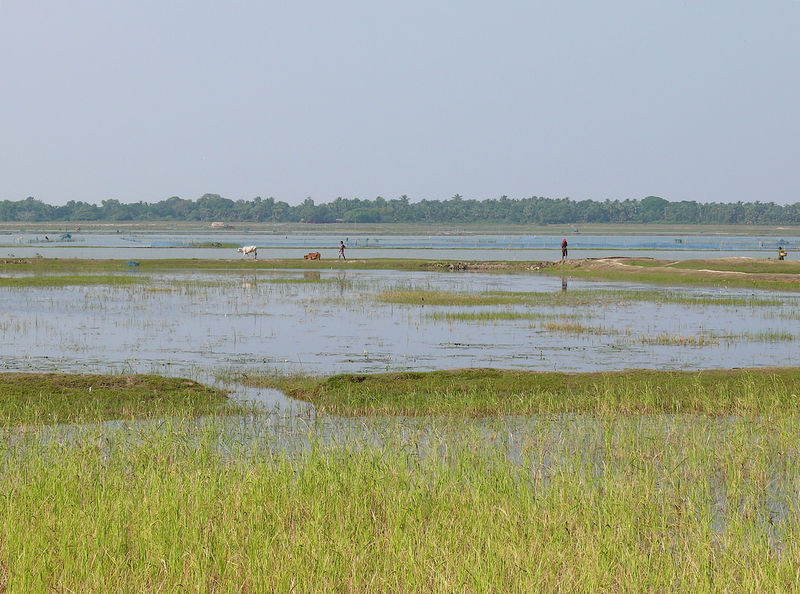 चित्र:Chilika-Lake-5.jpg