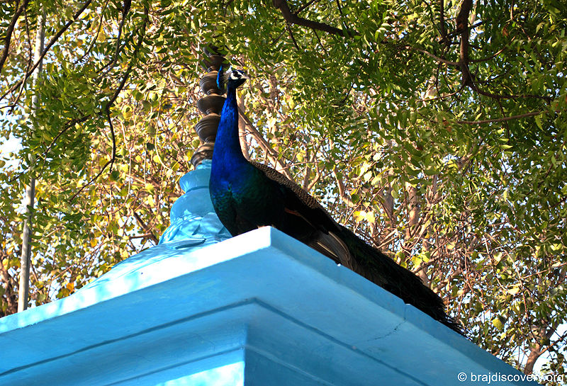 चित्र:Peacock-Mathura-3.jpg