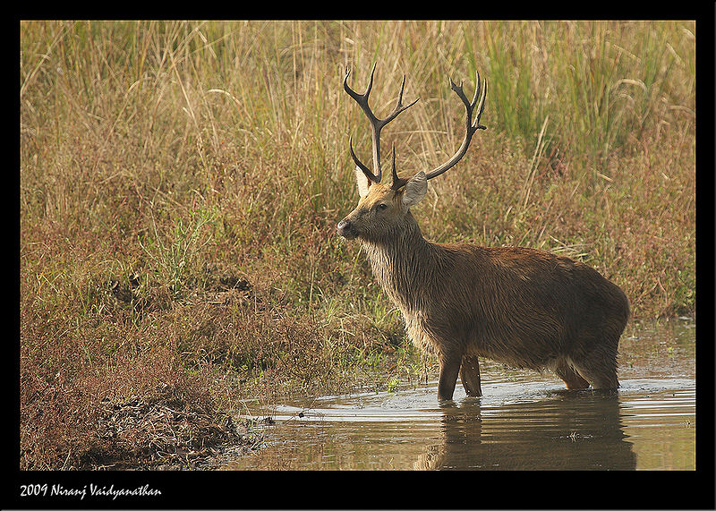 चित्र:Barasingha-1.jpg