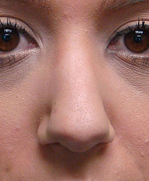 चित्र:Nose-01.jpg
