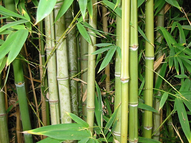 चित्र:Bamboo-herb.jpg