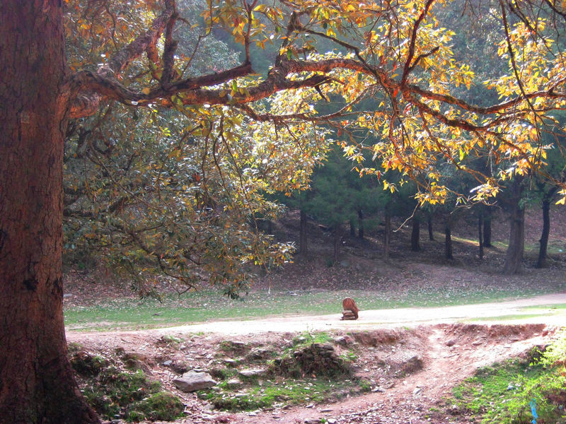 चित्र:Ranikhet-3.jpg